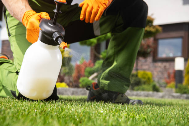 Best Local Pest Control Services  in Lone Star, TX