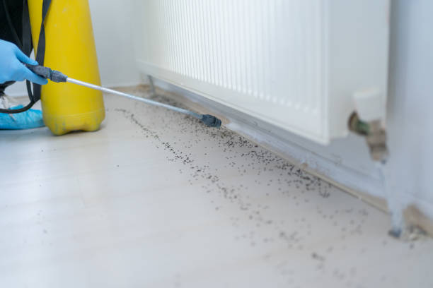 Best Cockroach Control Services  in Lone Star, TX