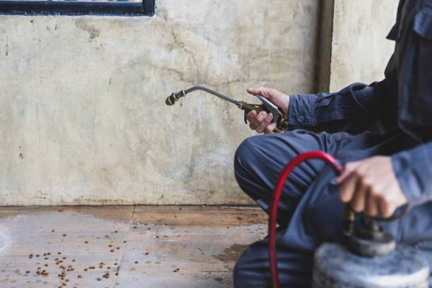 Best Wasp Removal Services  in Lone Star, TX